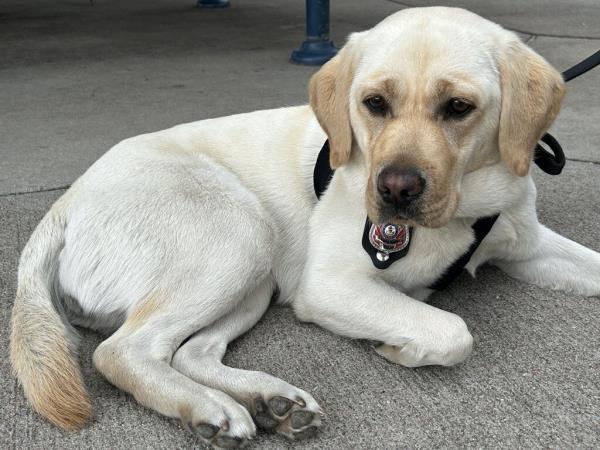 Ash the wildfire dog