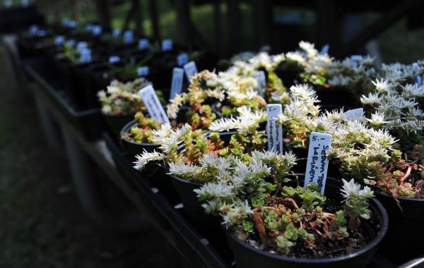 Native plant sale