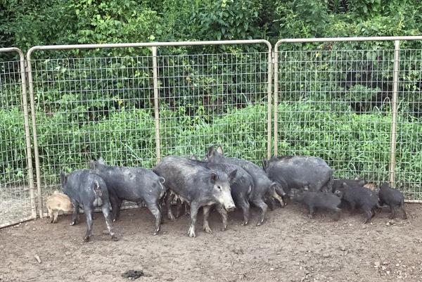Feral hogs in trap