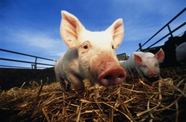 Pigs in a pen.