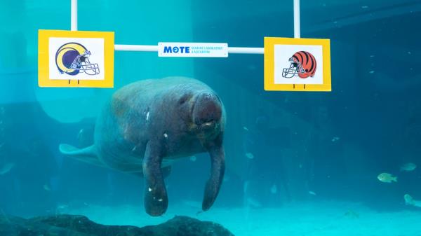 佛罗里达水族馆，海牛与兄弟发生性关系后死亡