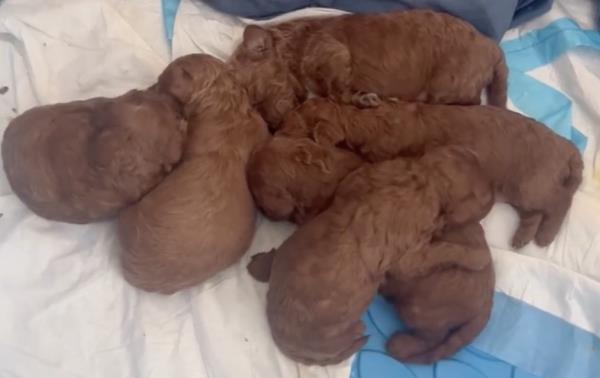puppies