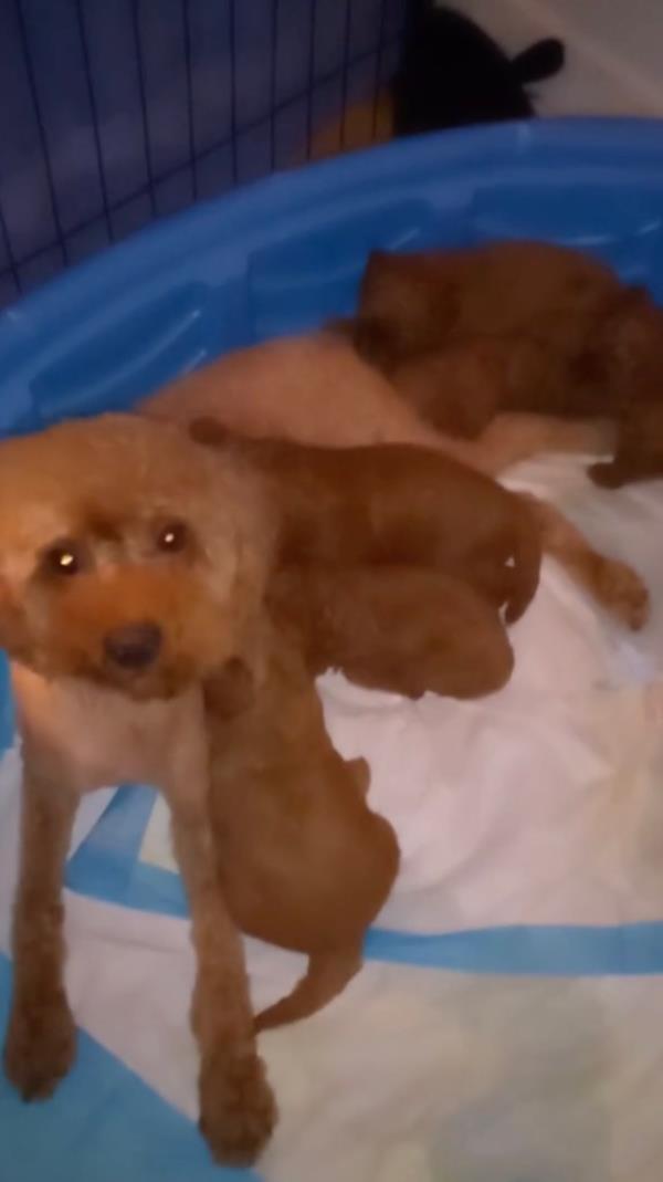 Puppies