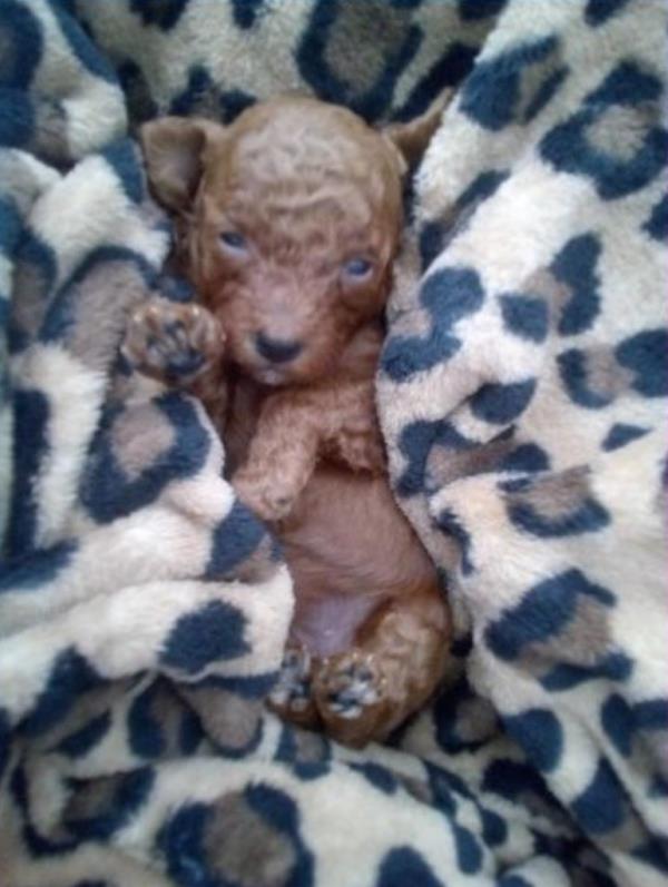 puppy