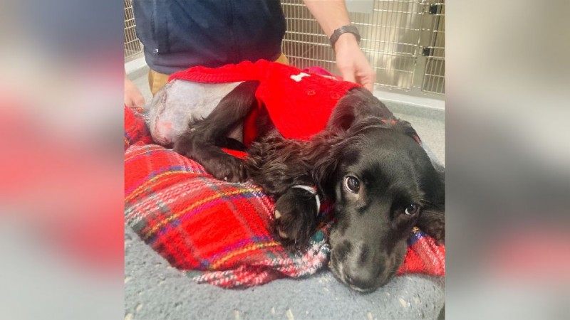 Ariel the six-legged dog after her operation