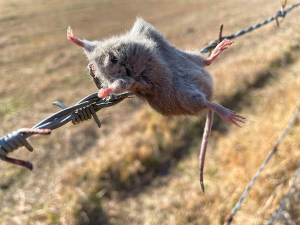 Loggerhead shrike prey