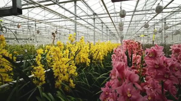 为什么奶酪、鱼和鲜花很快就会因为英国脱欧的新规定而涨价