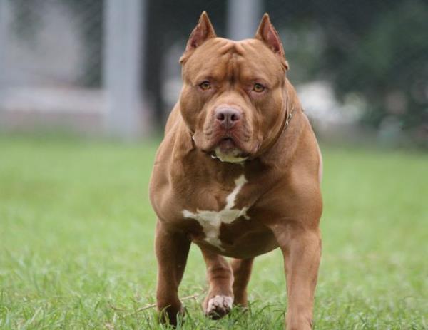 XL Bully禁止狗主人混淆，因为他们不知道自己的狗是否是有争议的品种