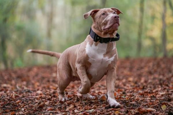 XL Bully