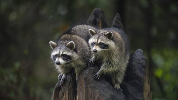 西北跋涉迎来了两只获救的小浣熊